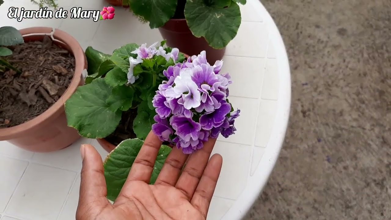 Trasplantemos flores 🌹⚘🌼🪴 #storytime 