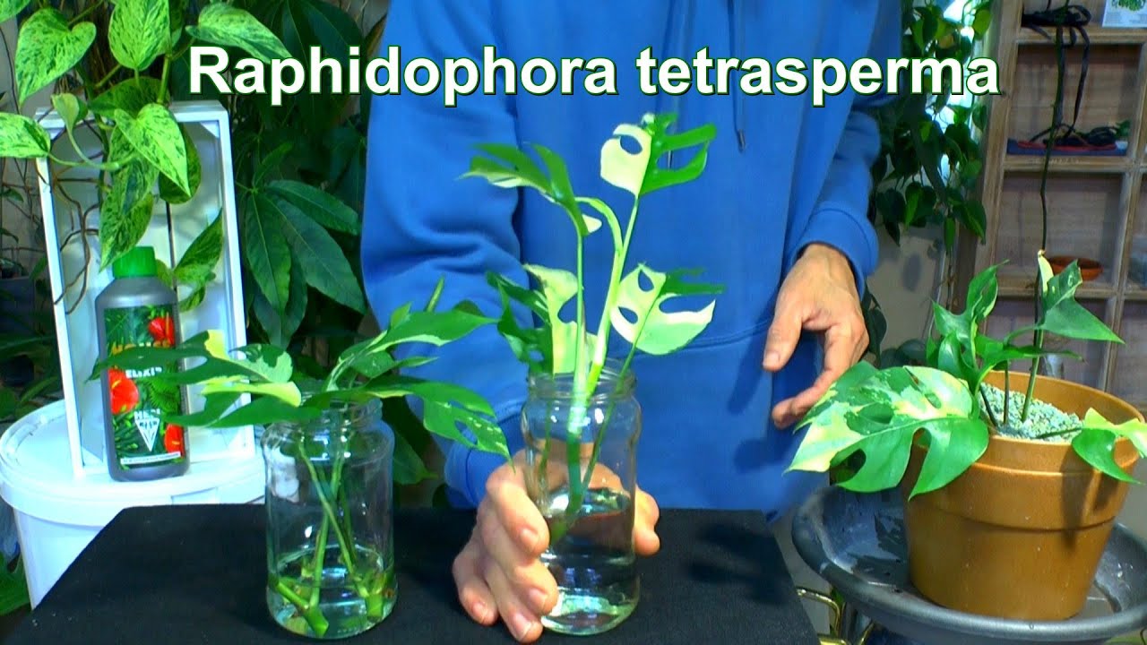 Raphidophora tertrasperma Variegata Vermehrung Pflegen und Versorgen