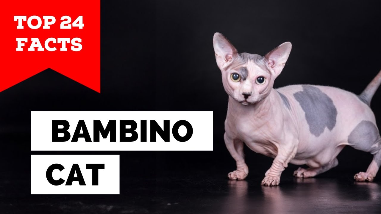 99% of Bambino Cat Owners Don't Know This