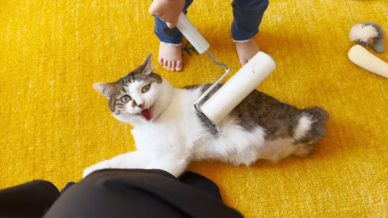 お世話したい妹に仕方なく付き合ってあげる優しい猫たち