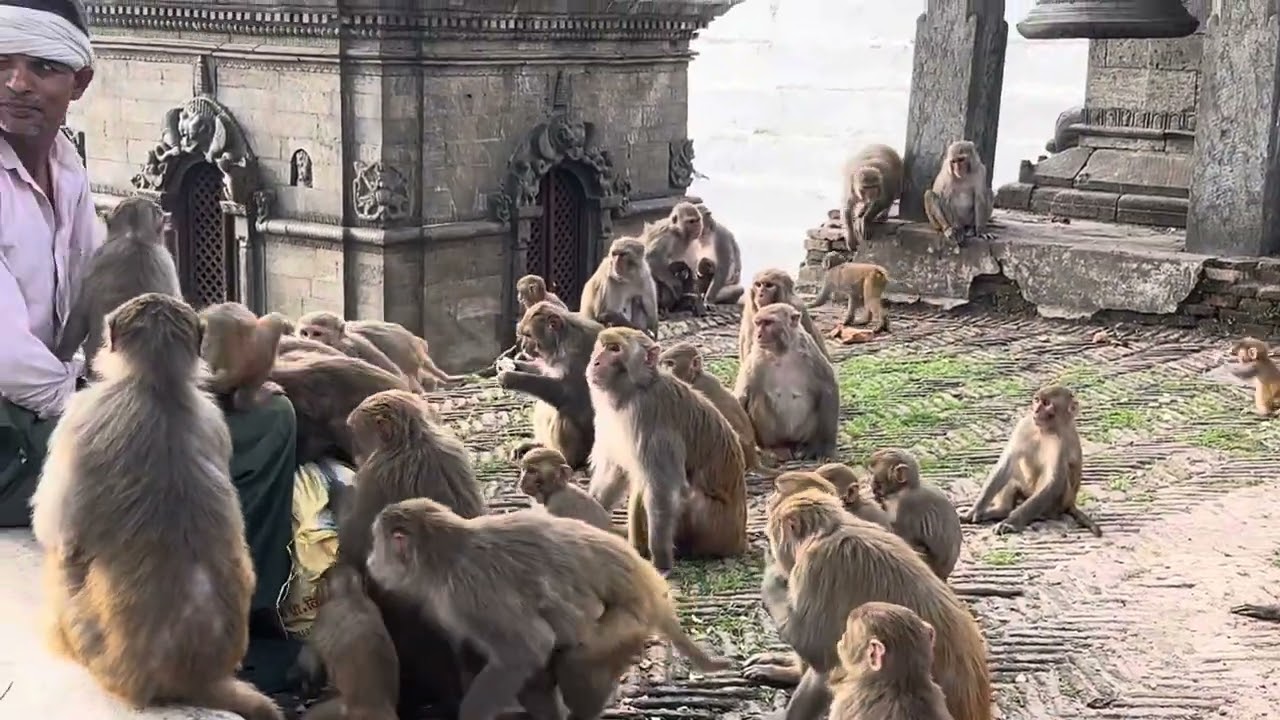 Happy moment monkey break times injoy 🤣