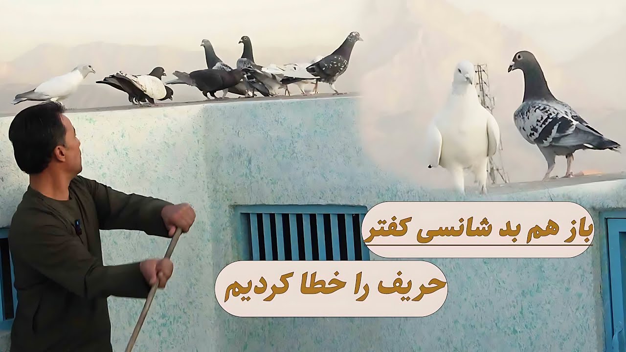 باز هم بد شانسی کفتر حریف را خطا کردیم/0152Afghan Shawqi