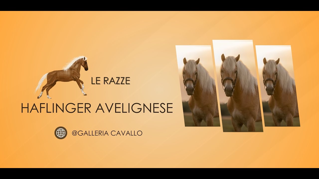 ♘ Cavalli || Haflinger o Avelignese || Le Razze