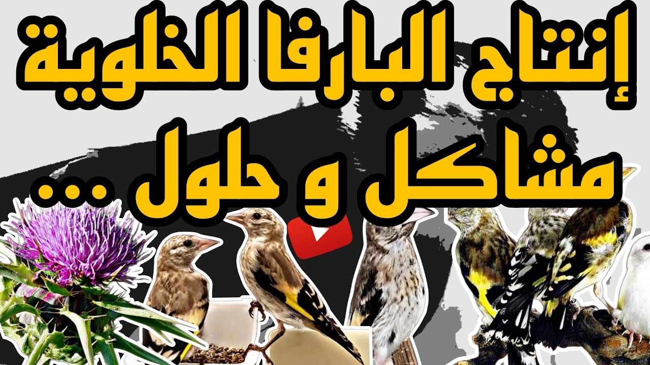 إنتاج البارفا ومشاكله العديدة الجزء الرابع  (الدرس الثامن)