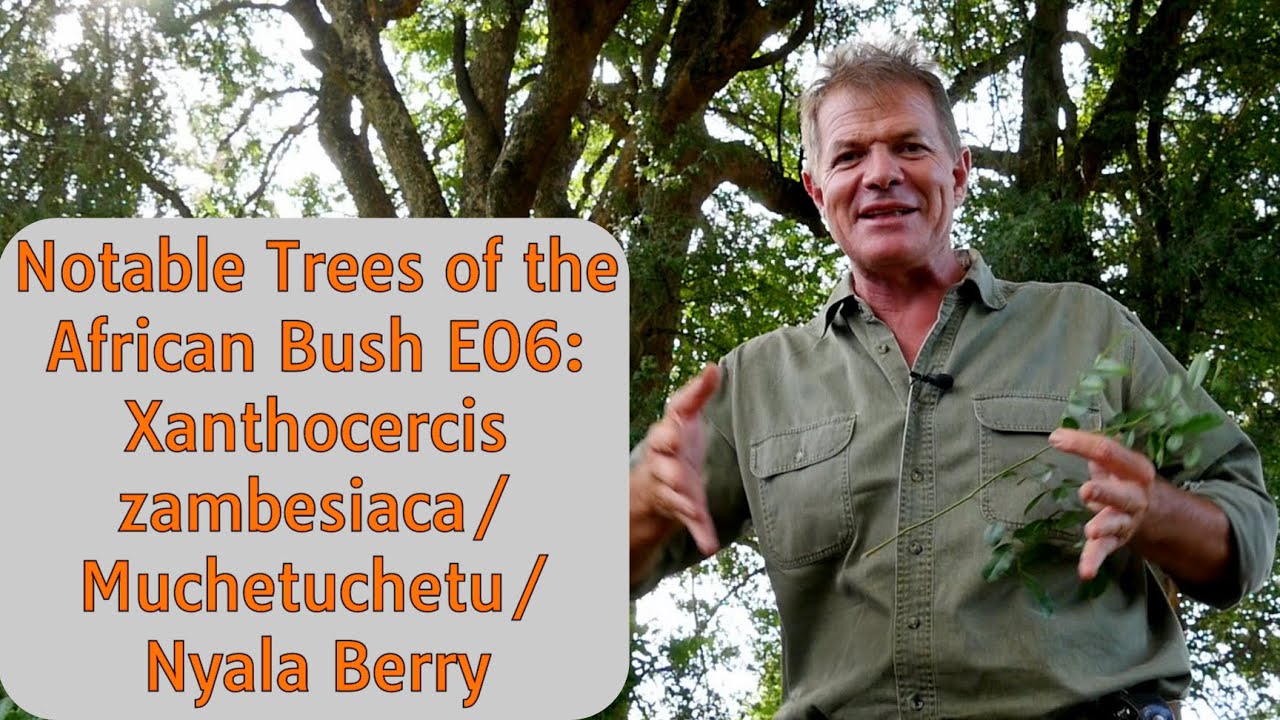 Notable Trees of the African Bush E06: Xanthocercis zambesiaca/Muchetchetu/Nyala Berry
