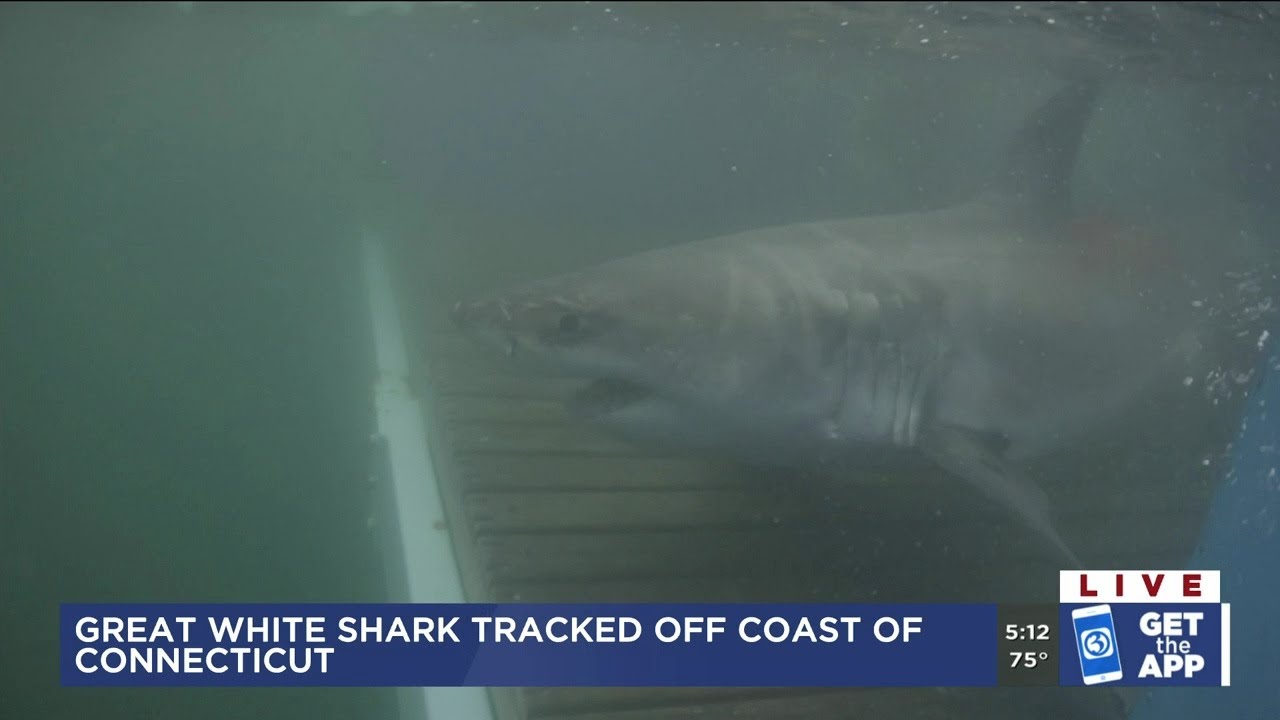 VIDEO: Great white shark tracked off coast of CT