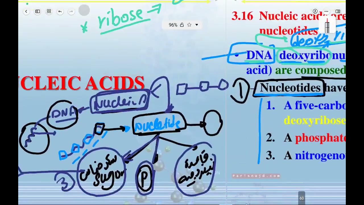 Review of nucleic acid pre medical students 