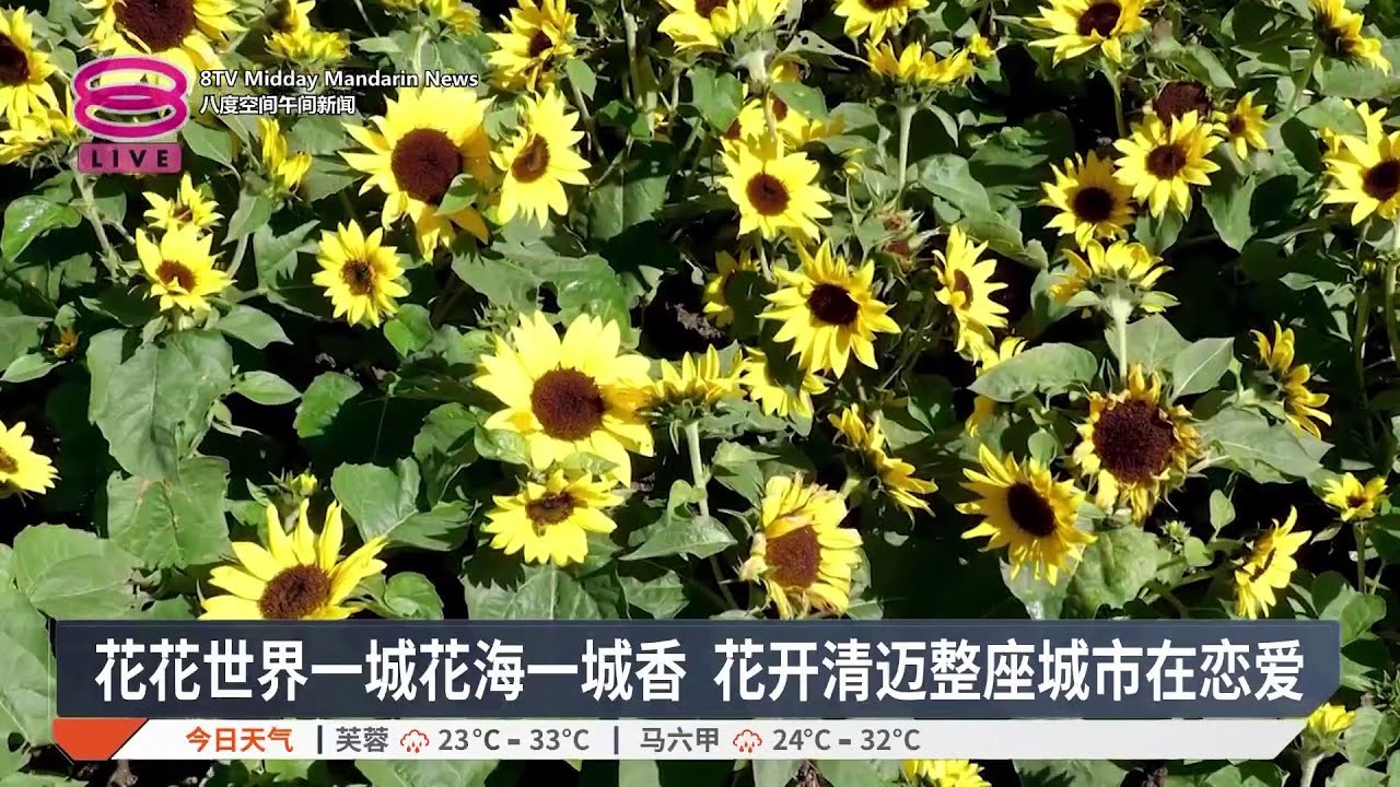 花花世界一城花海一城香 花开清迈整座城市在恋爱【2026.02.16 八度空间午间新闻】