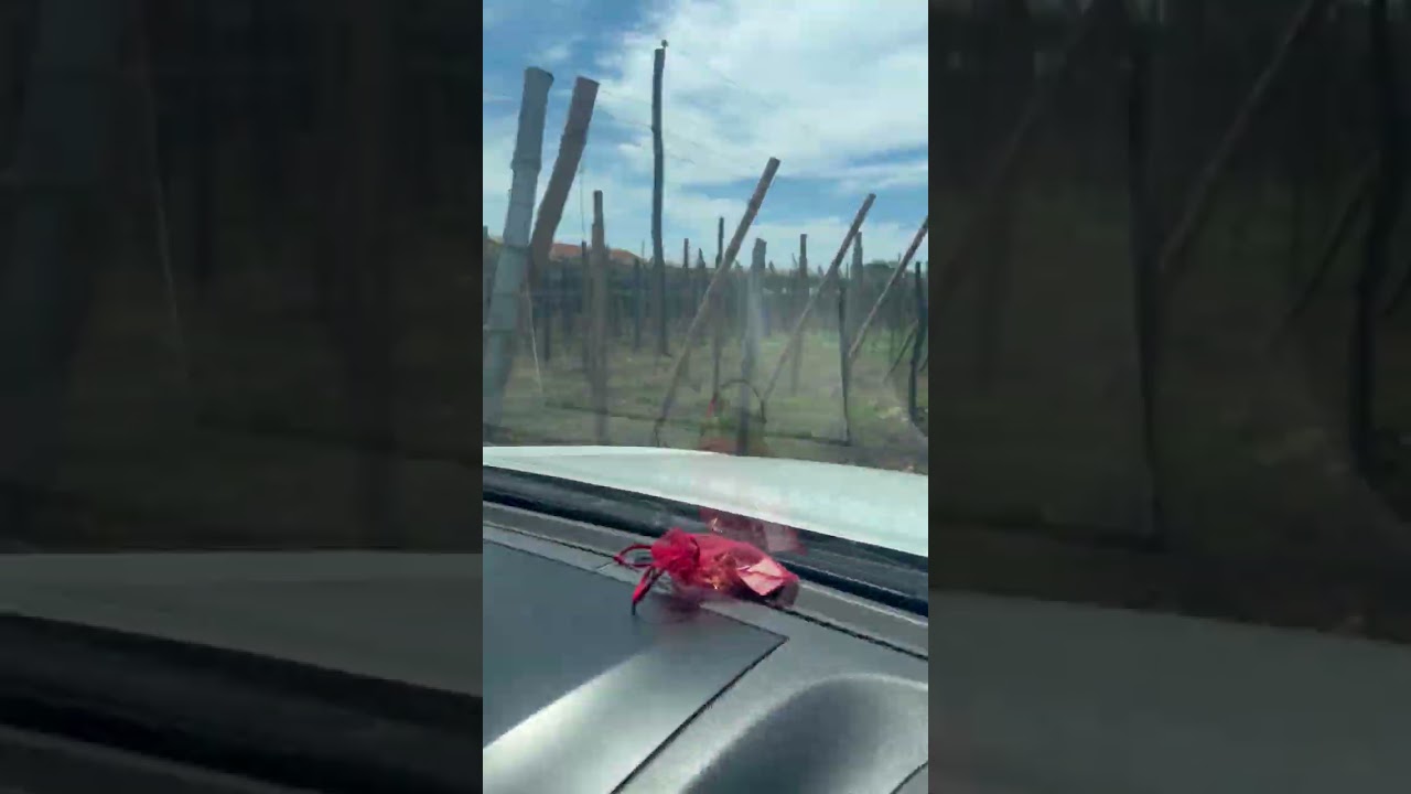 Grape picking in Caba La Union Philippines— Road leading to site