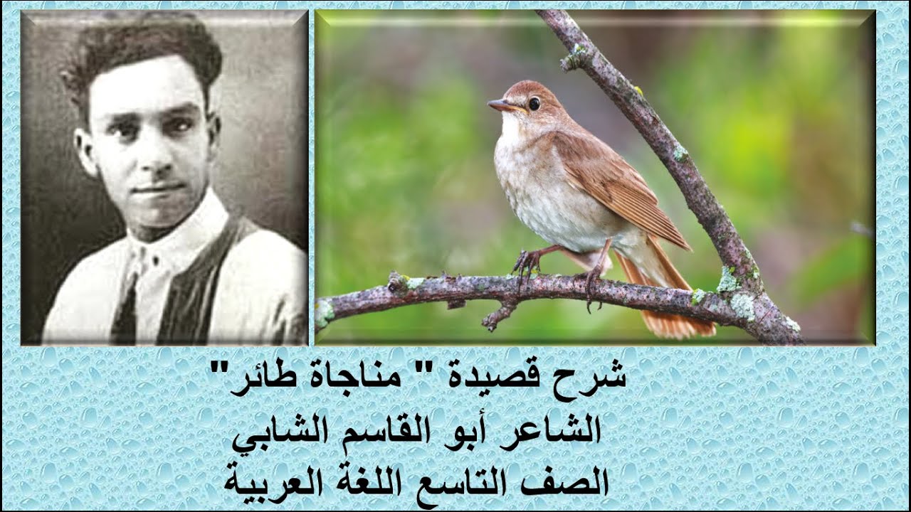 قناة لقمان التعليمية شرح قصيدة 