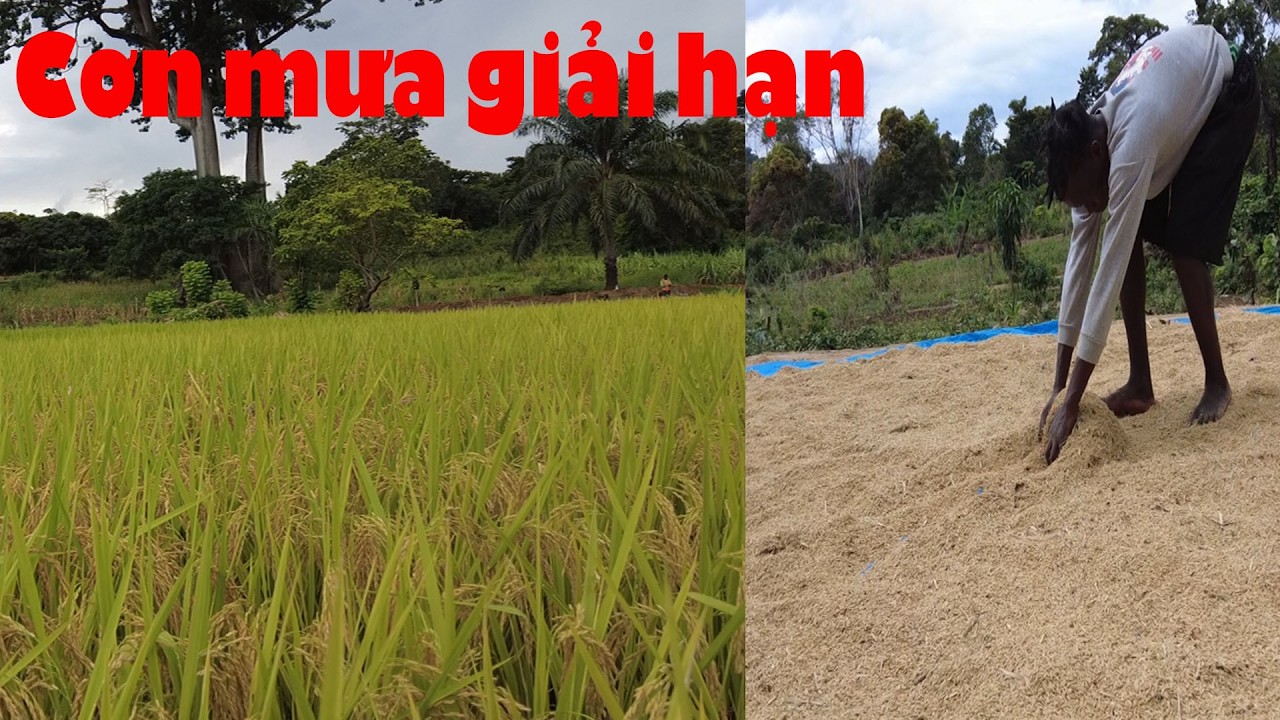 Cả trang trại  vỡ òa hạnh phúc sau 3 tháng nắng cháy không có mưa || Tony Phong cuộc sống Châu Phi