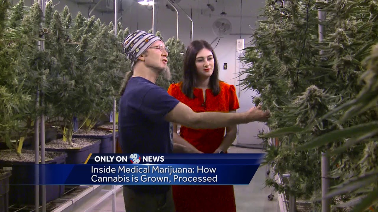 Inside Medical Marijuana: Cultivation