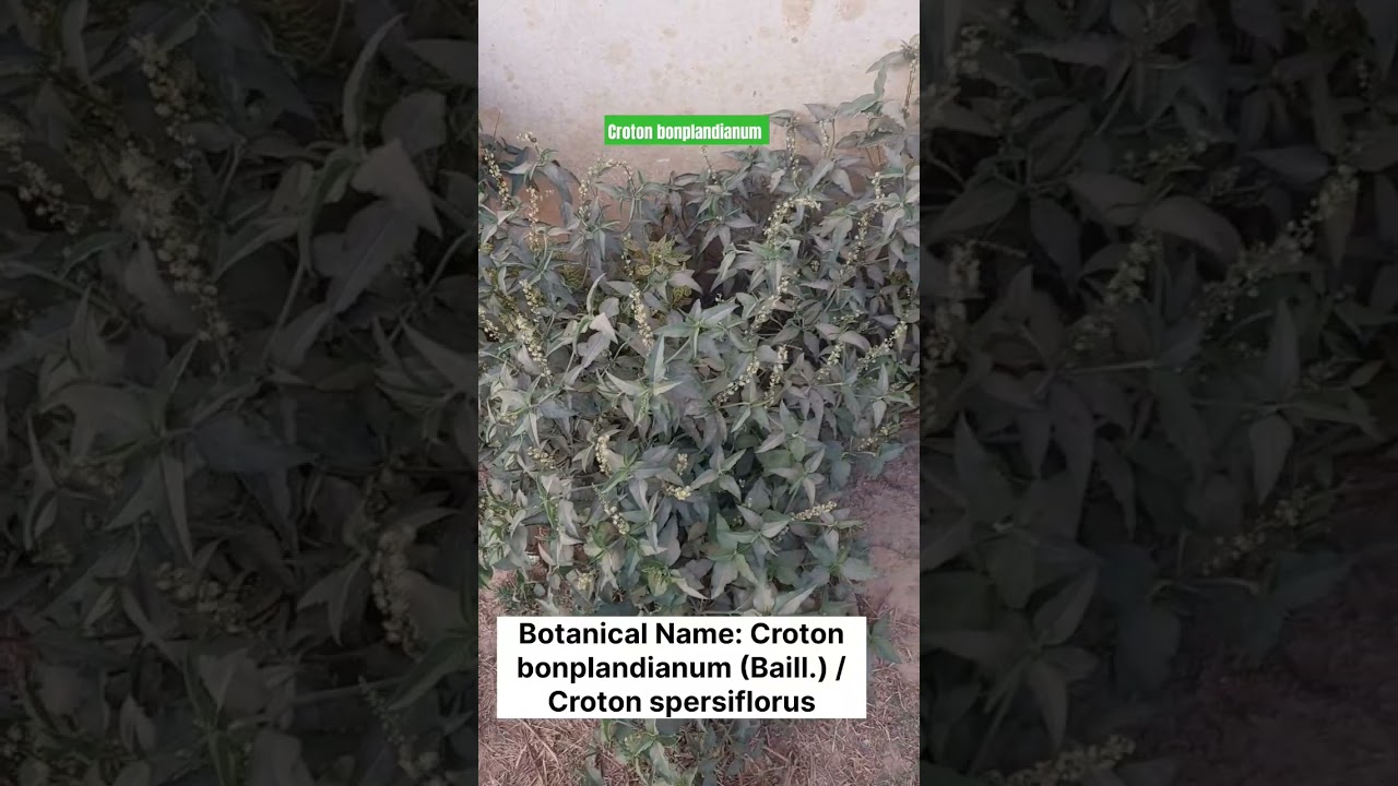 Riverside weed || Railway weed || Ban Tulsi || Croton bonplandianum 