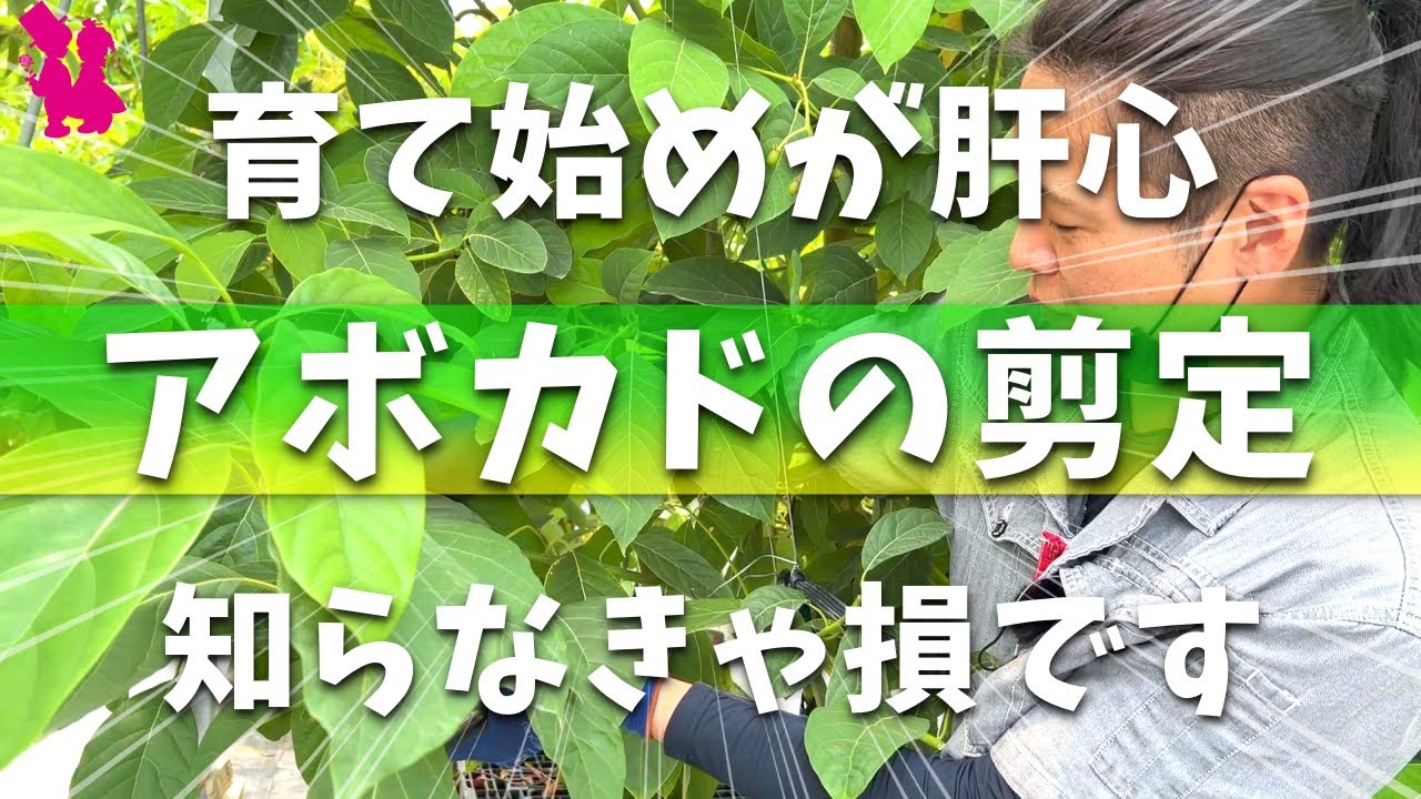 【後悔しない】アボカド剪定の仕方をプロ農家に教えてもらいます
