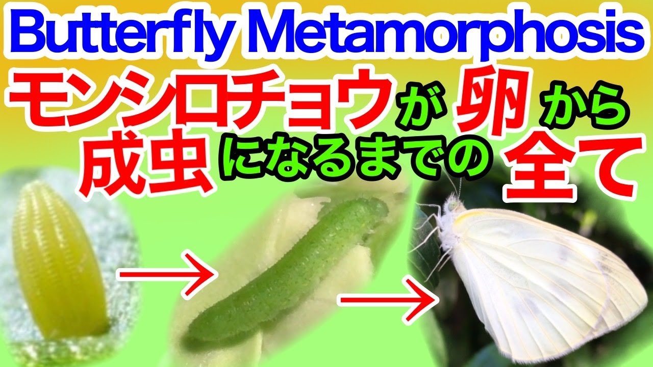 モンシロチョウが卵から成虫になるまでの記録 The Life cycle of a Butterfly