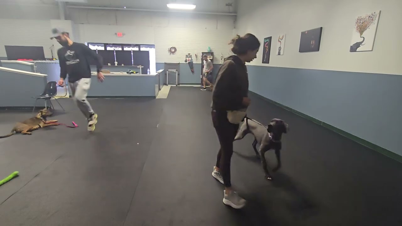 Teddy walk and sit struggle