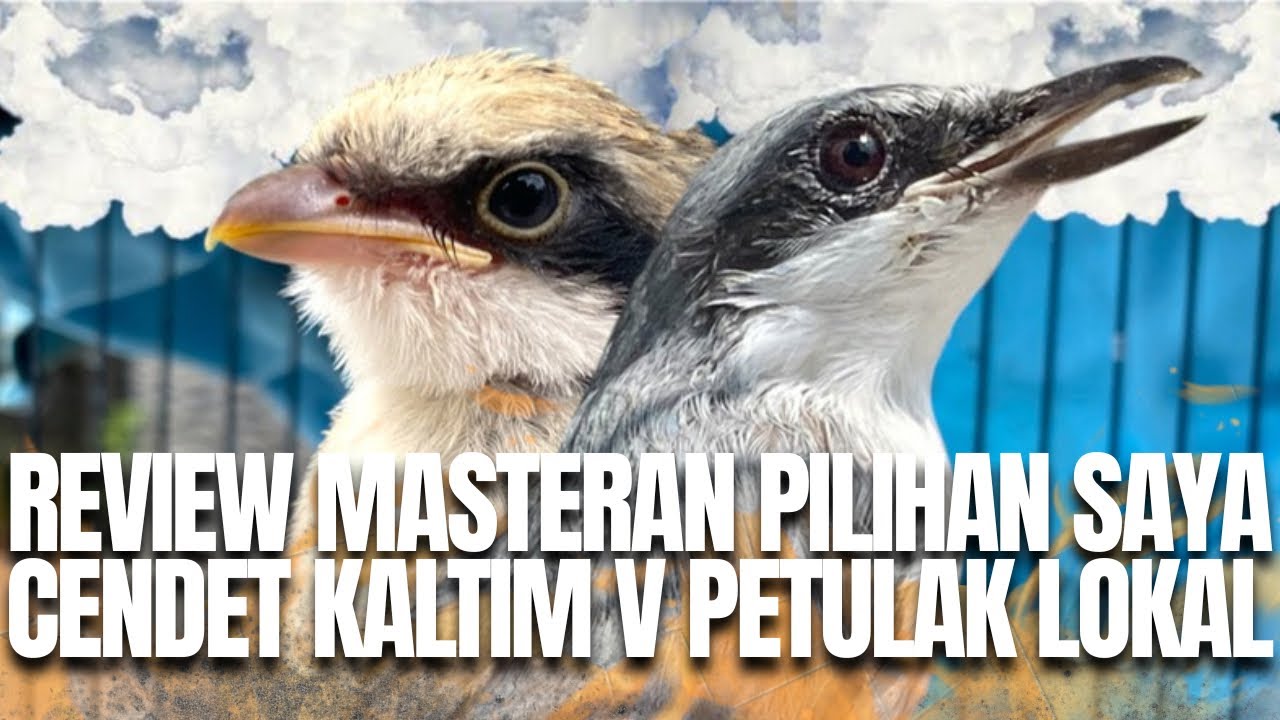 JINJING PETULAK VS CENDET BORNEO MASTERAN TERBAIK UNTUK MURAI BATU VERSI SAYA