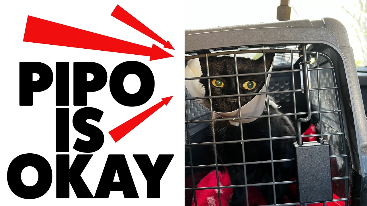 KOTERIJ 388: Pipo is okay