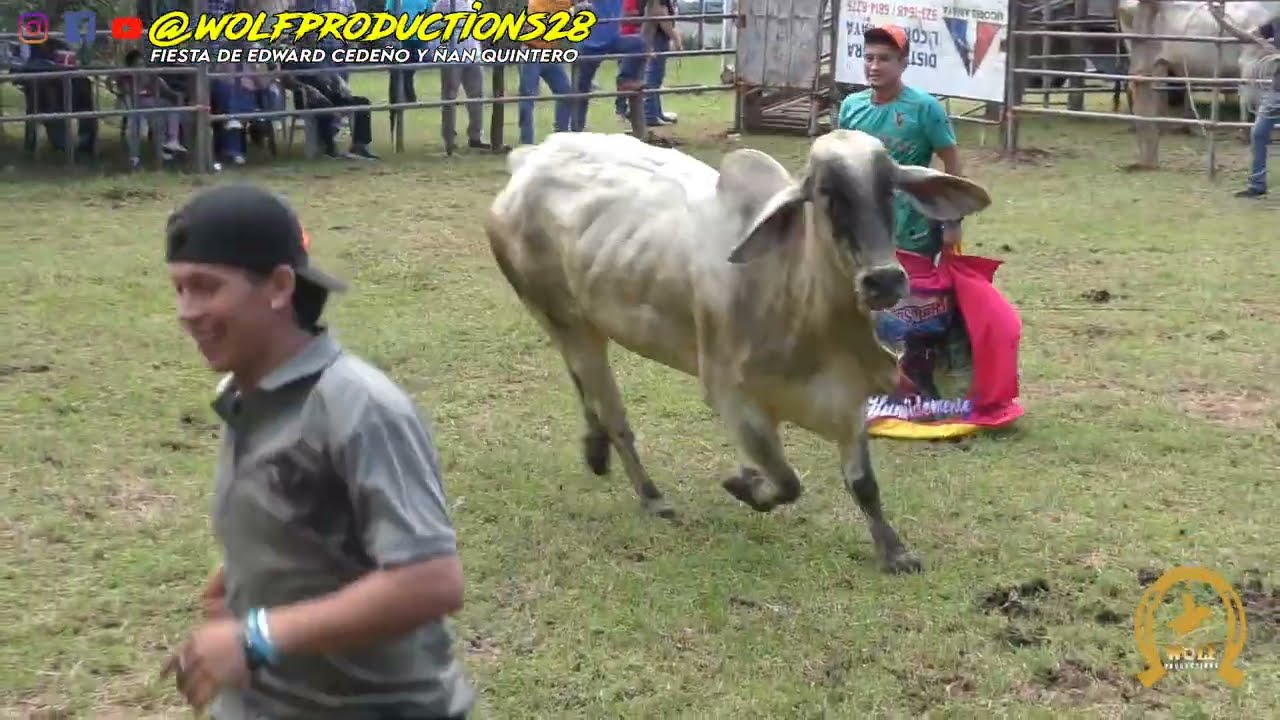 Toros en Las Tablas (San José) Fiesta de Edward Cedeño y Ñan Quintero 18 octubre 2025 