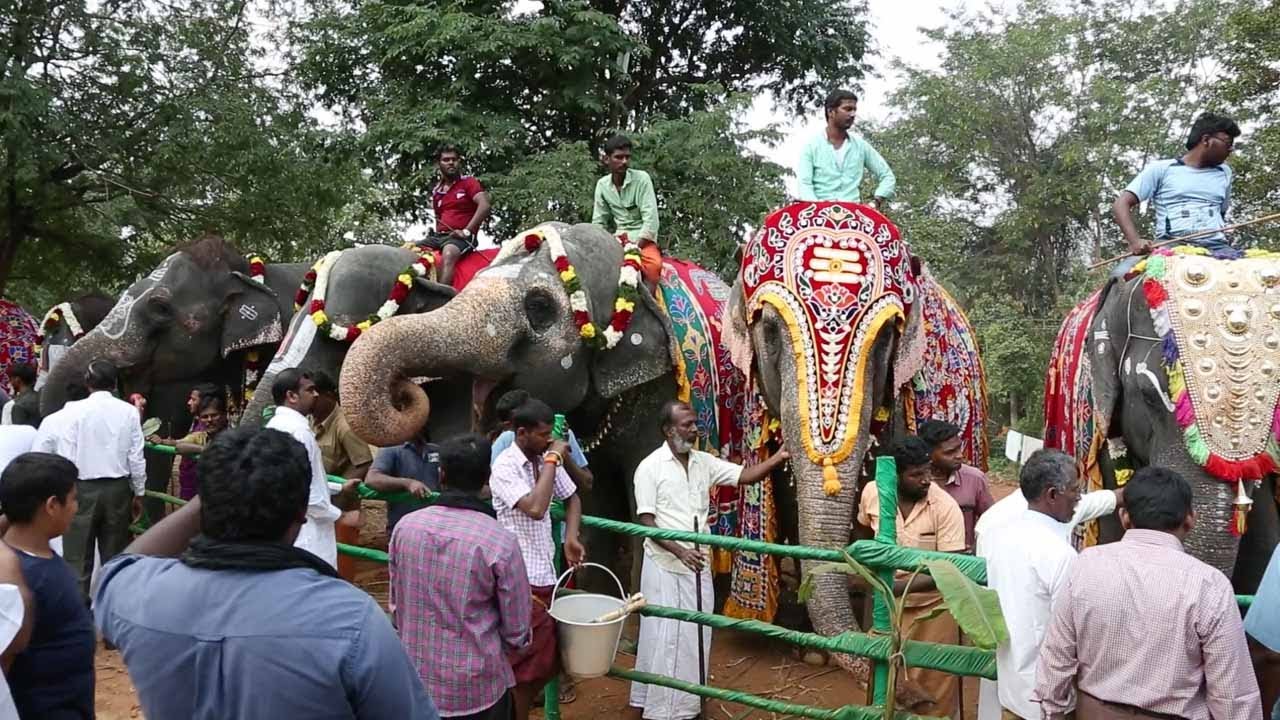 Temple Elephants Treated To Spa Day