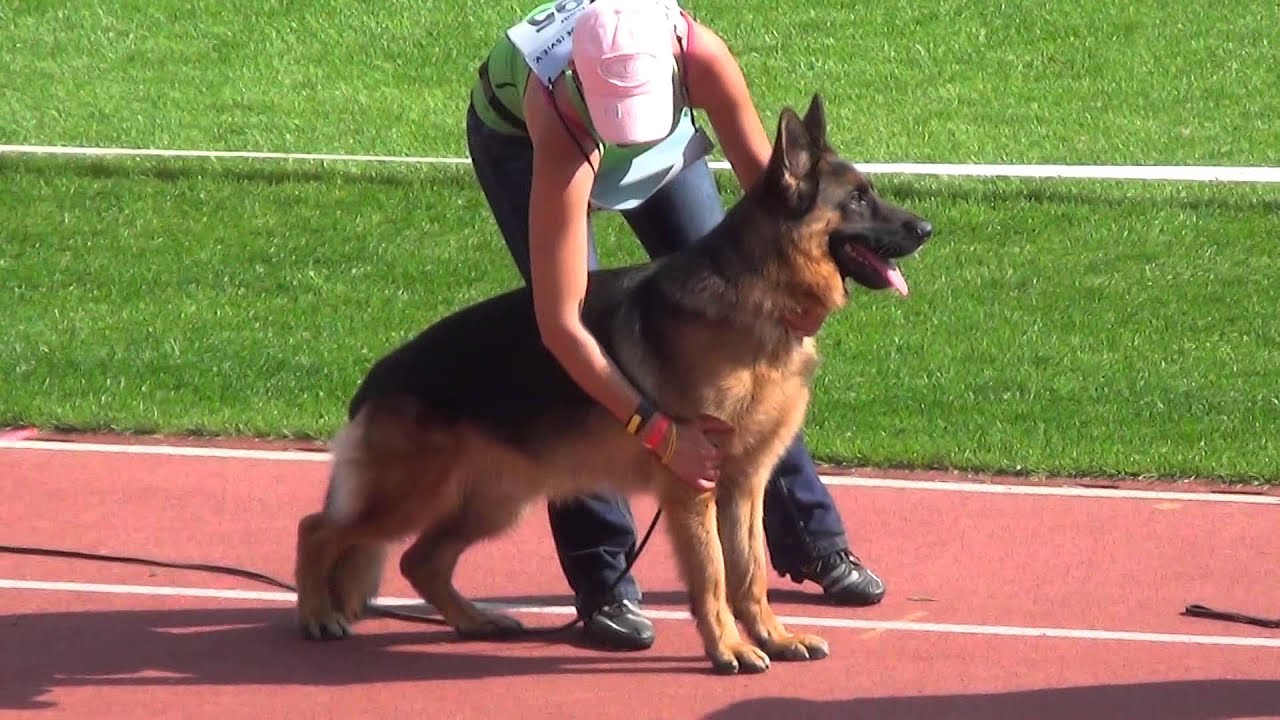 BSZS - 2014 - JHKL Rüden