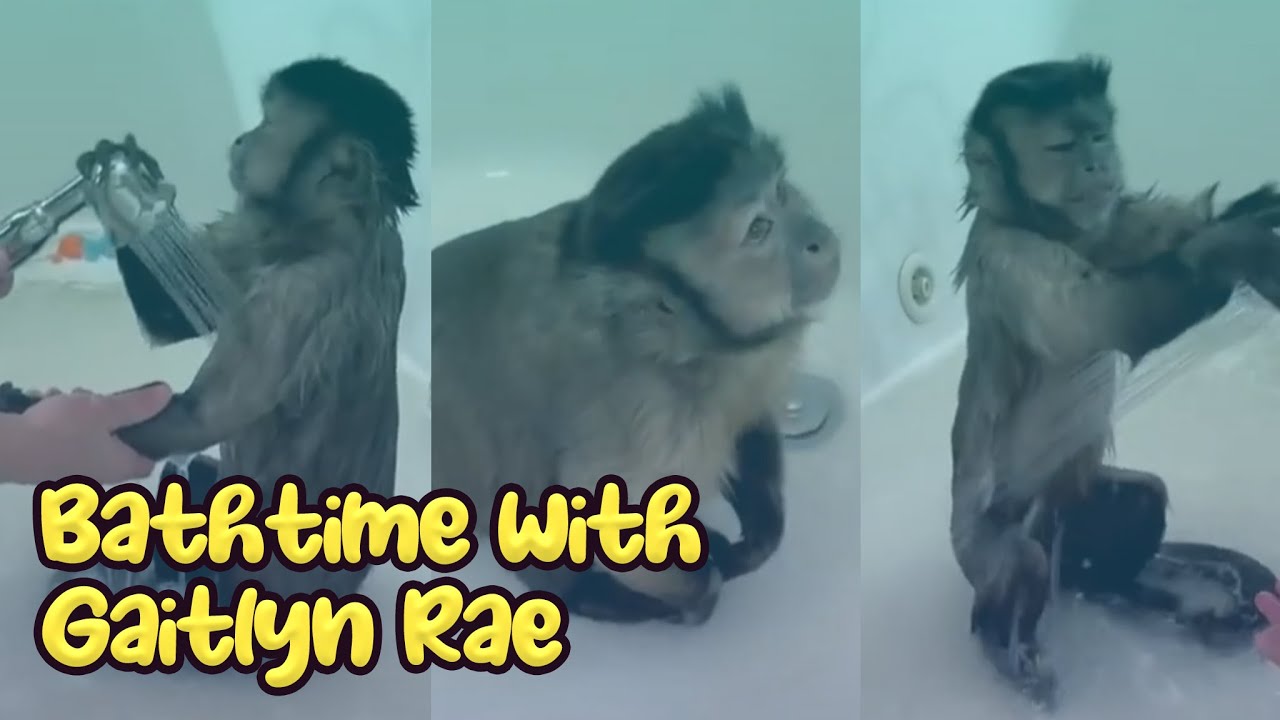 How Does A Monkey Shower? | Gaitlyn Rae