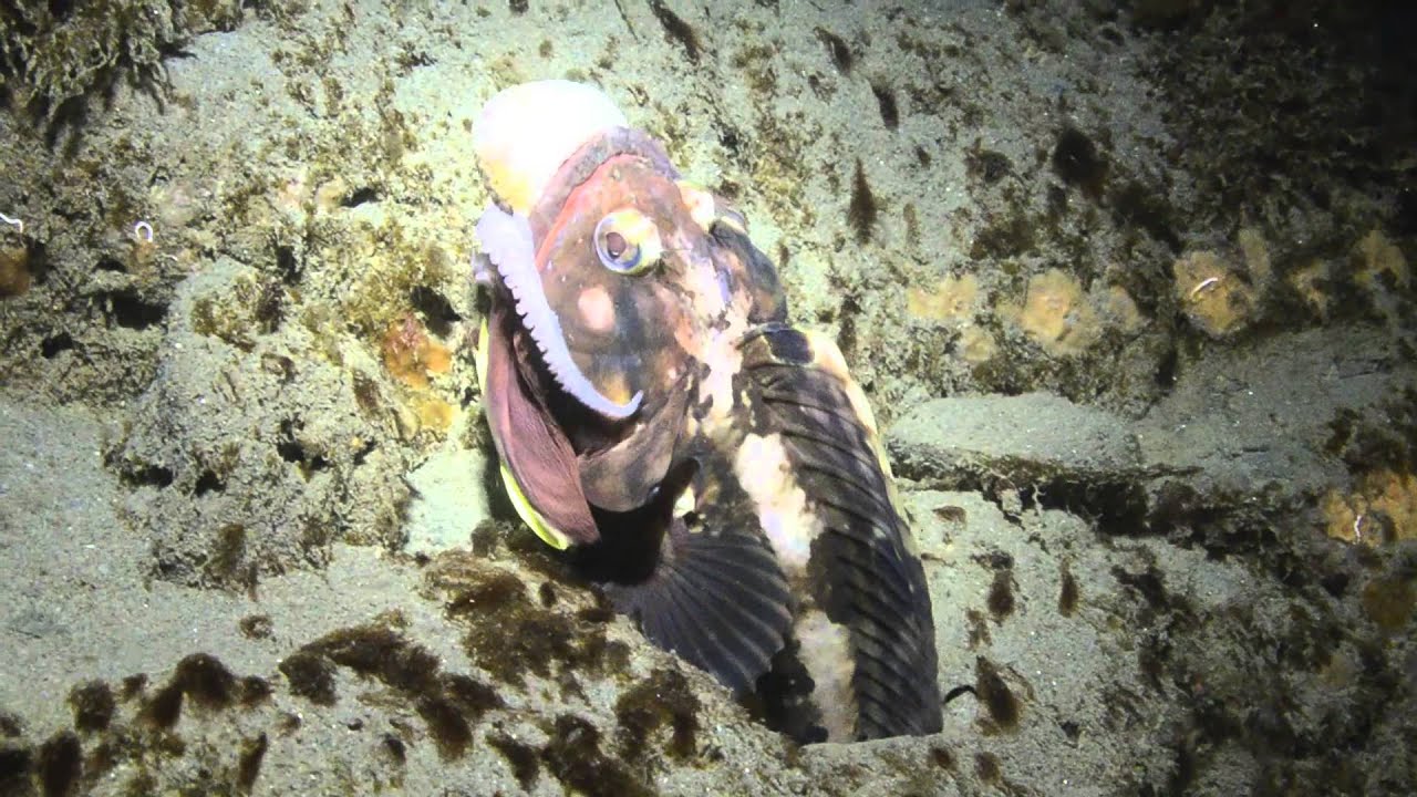 Fringehead Dinner