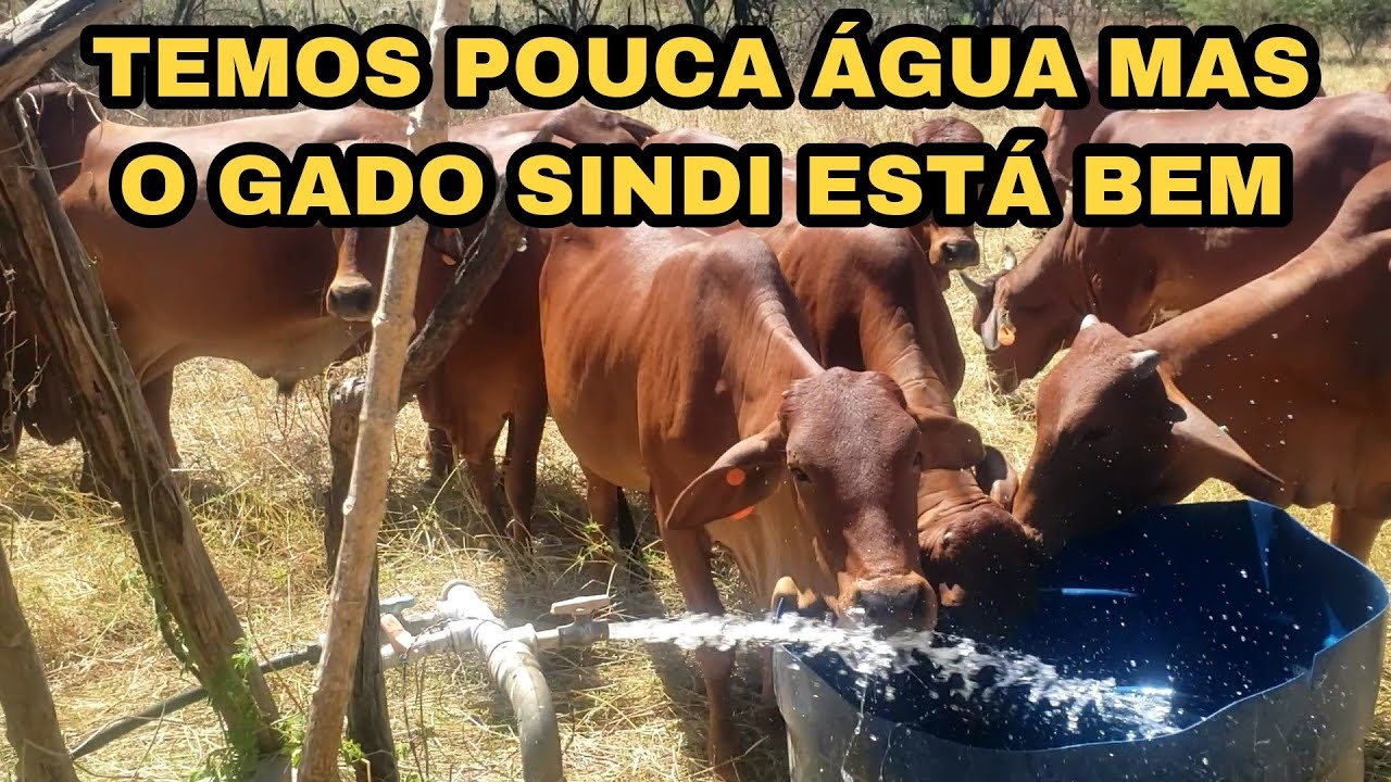 MESMO COM POUCA ÁGUA NA PROPRIEDADE NOSSO GADO SINDI TA SHOW