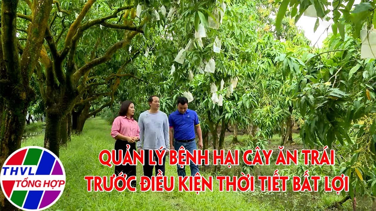 Bạn nhà nông: Quản lý bệnh hại cây ăn trái trước điều kiện thời tiết bất lợi | Full
