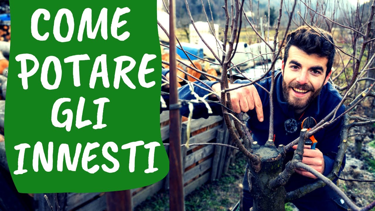 POTARE PIANTE INNESTATE: ecco come fare la potatura a vaso sugli innesti
