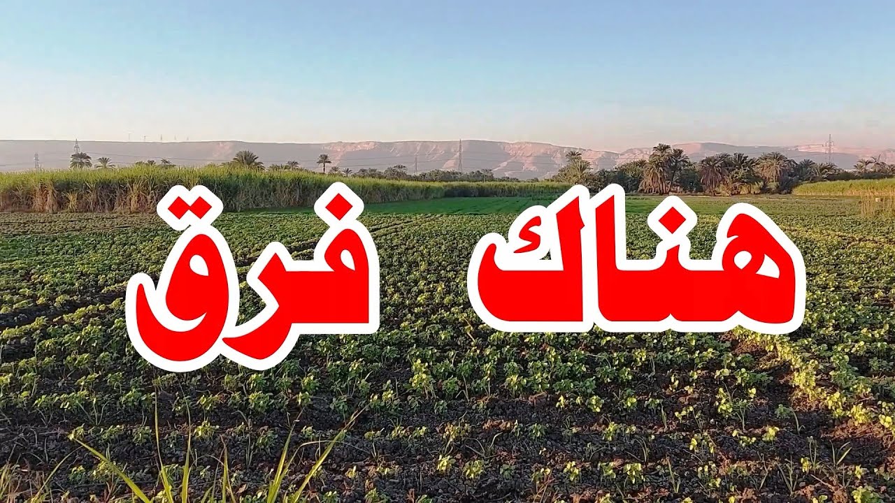 الفرق بين زراعة البامية بالبلانتر والعمال☝️☝