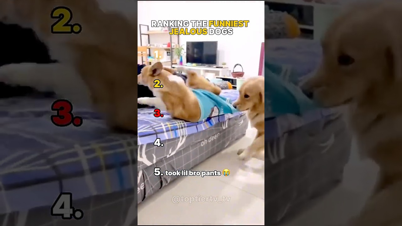 RANKING THE FUNNIEST JEALOUS DOGS 🤣