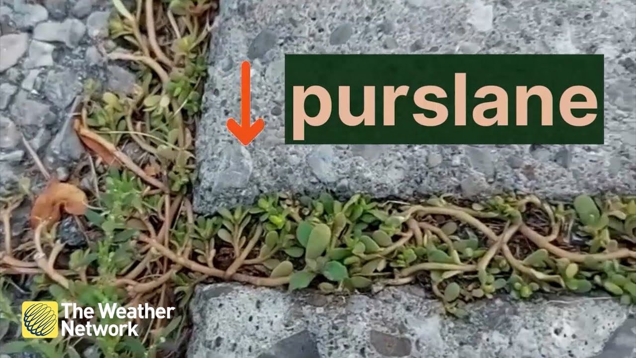 You've Seen This Weed, But Did You Know It's a Popular Food?