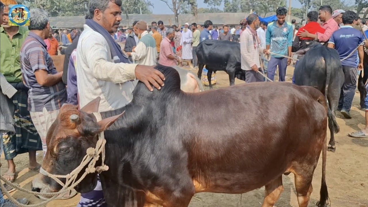 @ 4/2/2026|| সিরাজগঞ্জের বেপারীর খামার উপযোগী দেশি জাতের ষাঁড় গরু কেনা খোচাবাড়ী হাটে||