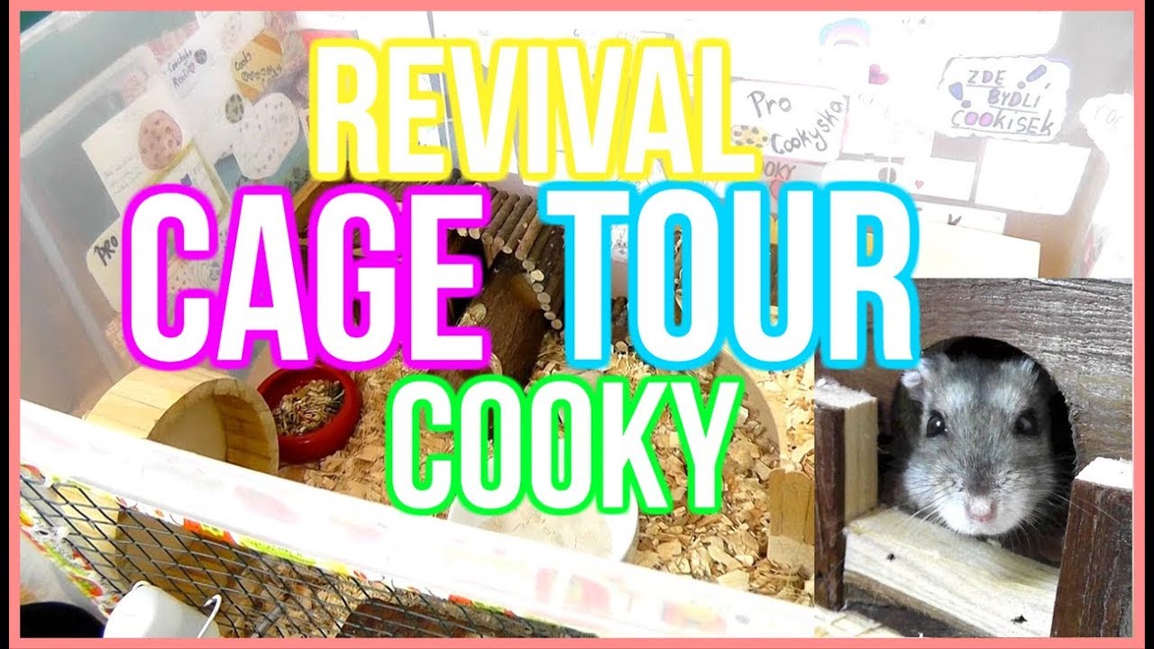 Rychl&aacute; CAGE TOUR předělan&eacute;ho Cookyho pal&aacute;ce