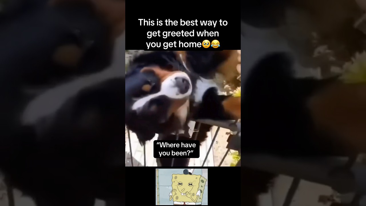 Best way to get greeted🥹 