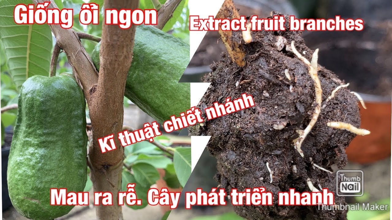 #food&garden#giongoingon Chia sẻ cách chiết nhánh ổi,mau ra rễ.cây mau phát triển.
