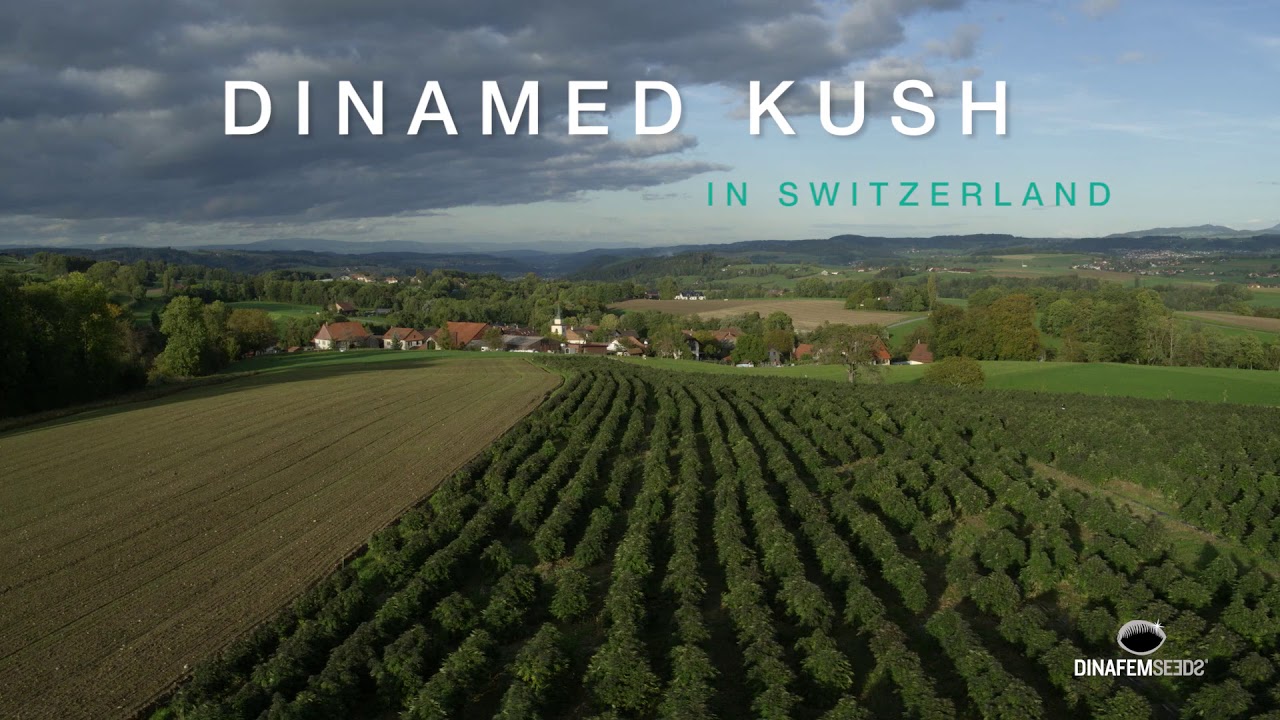NEW Dinamed Kush in Switzerland!