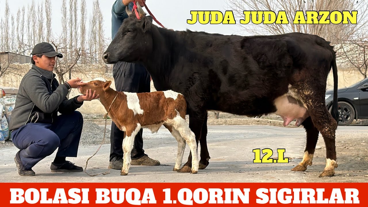 ANA XOLOS BOLASI BUQA 1.QORIN CHEMPION SIGIRLAR NARXLAR JUDA ARZON