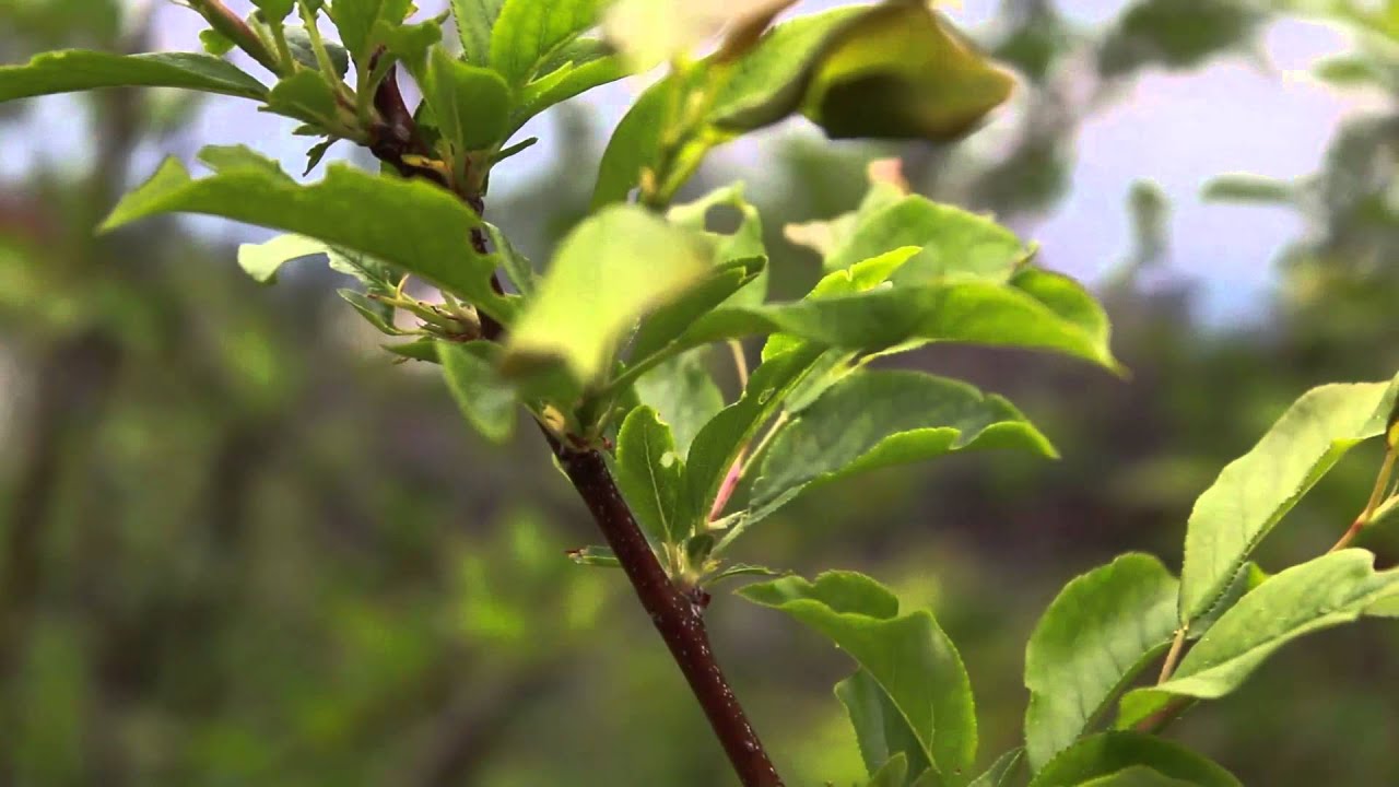 Canon EOS 650D Kit 18-55 IS II video test