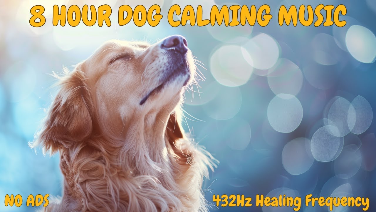 8 HOURS Dog Calming Music 🐕 University Study Proven 💤 Anti Separation Anxiety Relief Music 432Hz