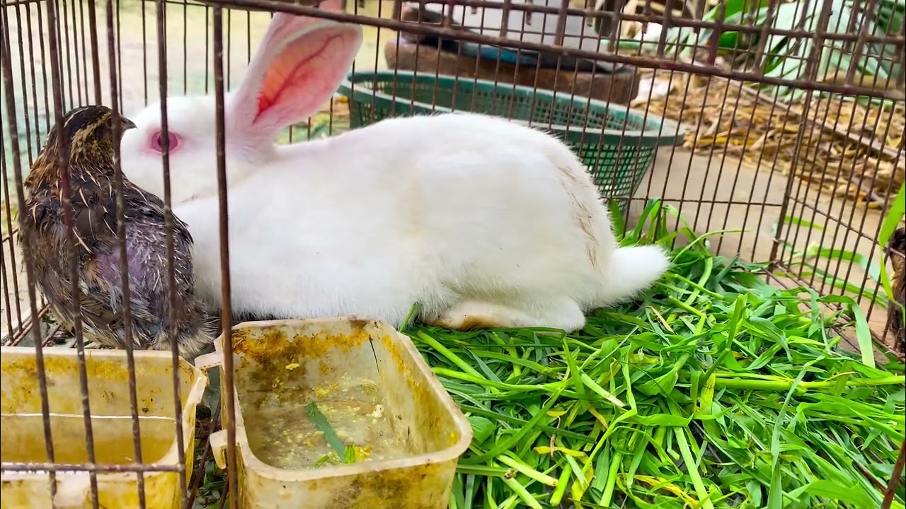 Beautiful Animal Sounds (Rabbit) | Rabbit Sounds Effects #rabbit#20