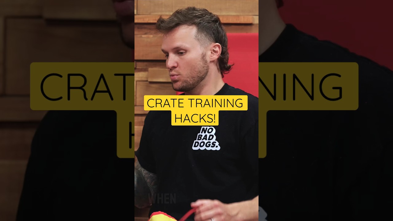 How To Crate Train Your Puppy! #puppytraining