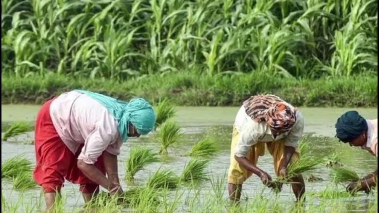 RUAAGita ganjam famas ରୁଆ ଗିଆ