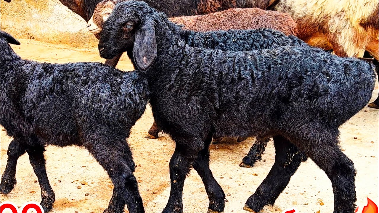 2026 барра қўзилари🔥ерта тонгдан мазза🤤 нархда