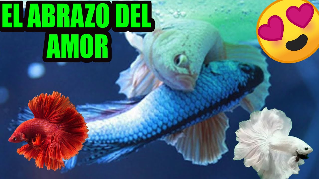 😍Reproducían de pez betta mi primer puesta😍