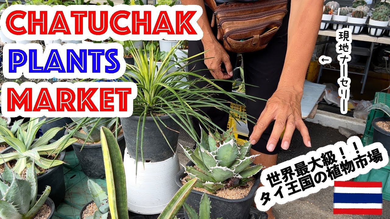 【4K】タイの植物市場で爆買宣言 Chatuchak plants market, Bankok【Aug.2022】アガベ,塊根植物,ビカクシダ,ブロメリア,チランジア,チタノタ.チャトゥチャック