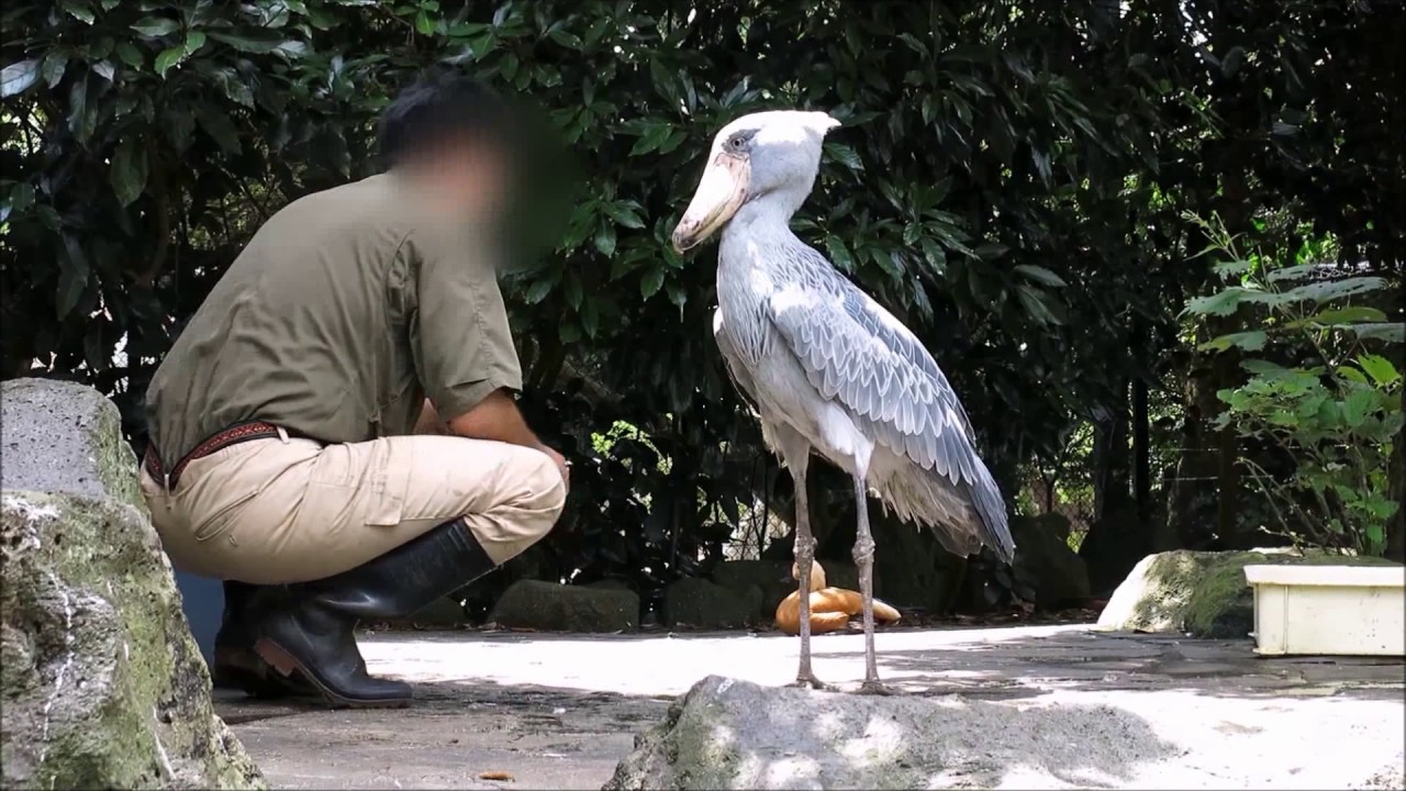shoebill、目薬を差してもらうハシビロコウ＠伊豆