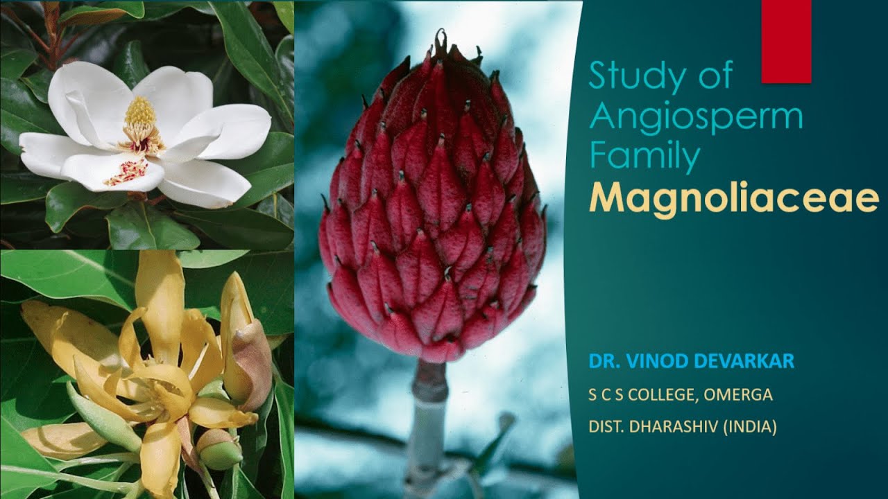 Study of Family Magnoliaceae by Dr. V. D. Devarkar