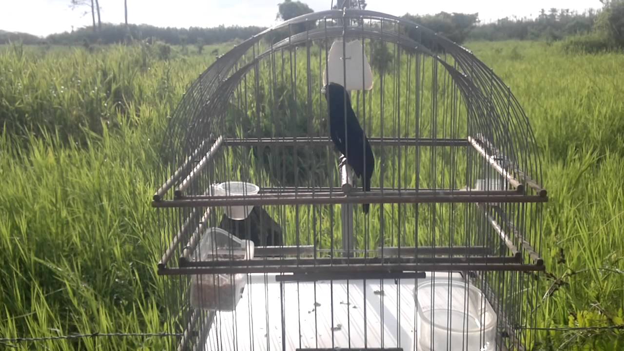 Canto Tinaquillo RT de Leo Gonzalez.mp4